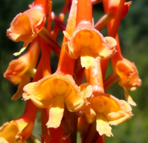 Disa porrecta flowers